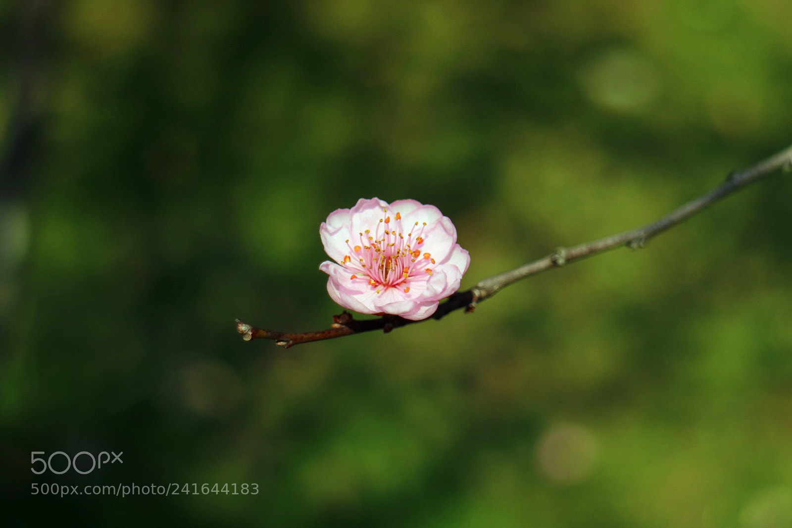Canon EOS M3 sample photo. Flower photography
