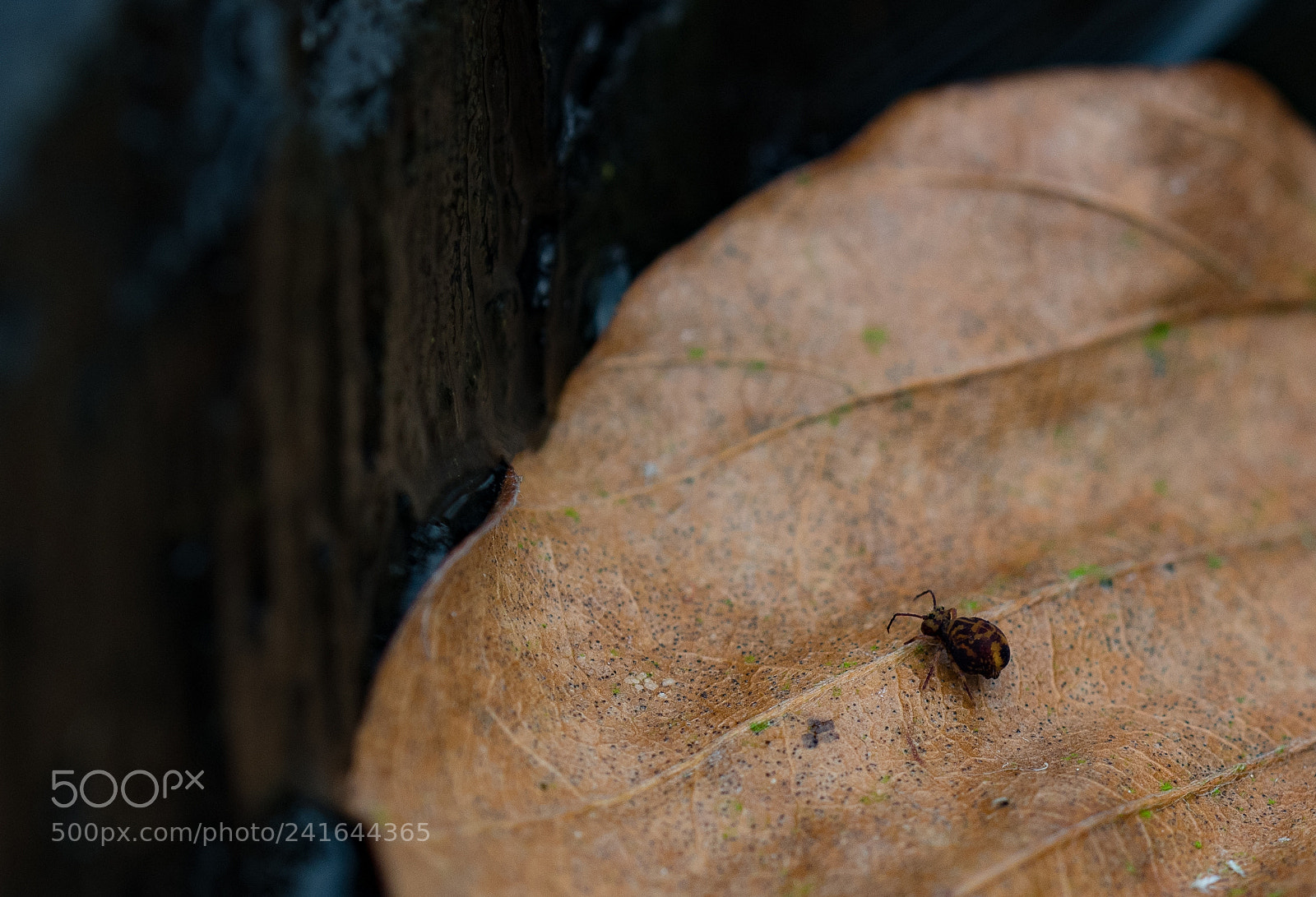Nikon D500 sample photo. Macro drenkeling photography