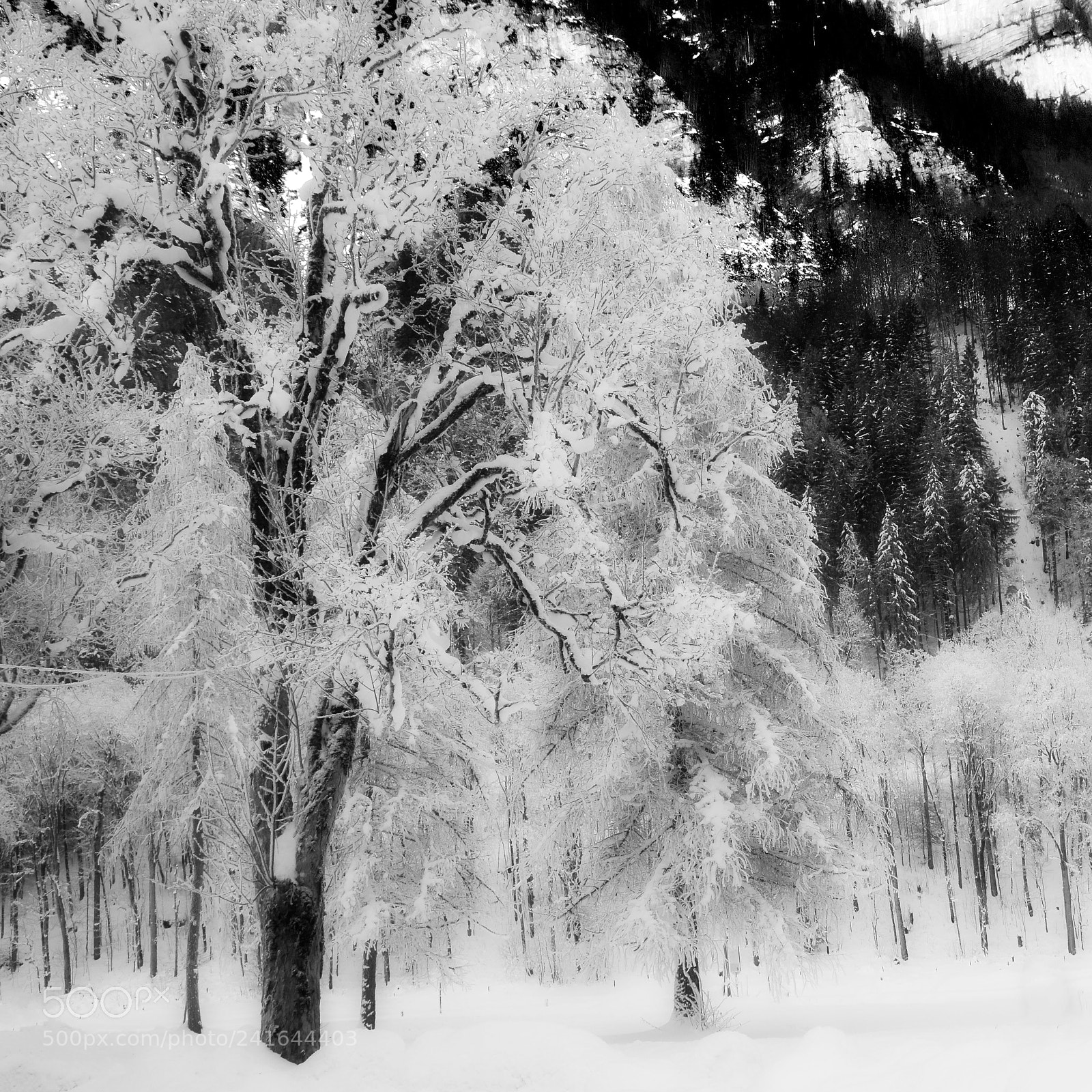 Nikon D7100 sample photo. Cold valley trees bw photography