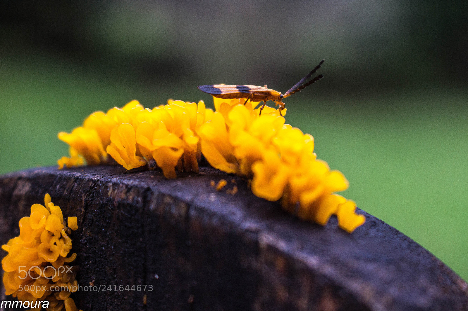 Canon EOS 600D (Rebel EOS T3i / EOS Kiss X5) sample photo. Bug photography