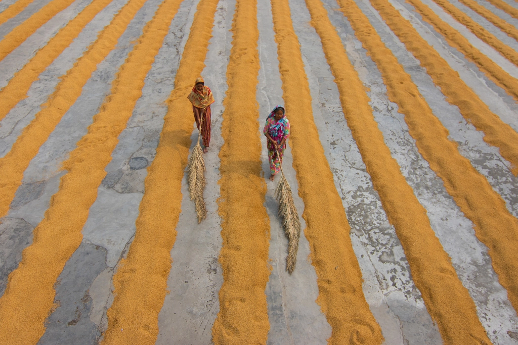 Paddy Processing by Azim Khan Ronnie on 500px.com