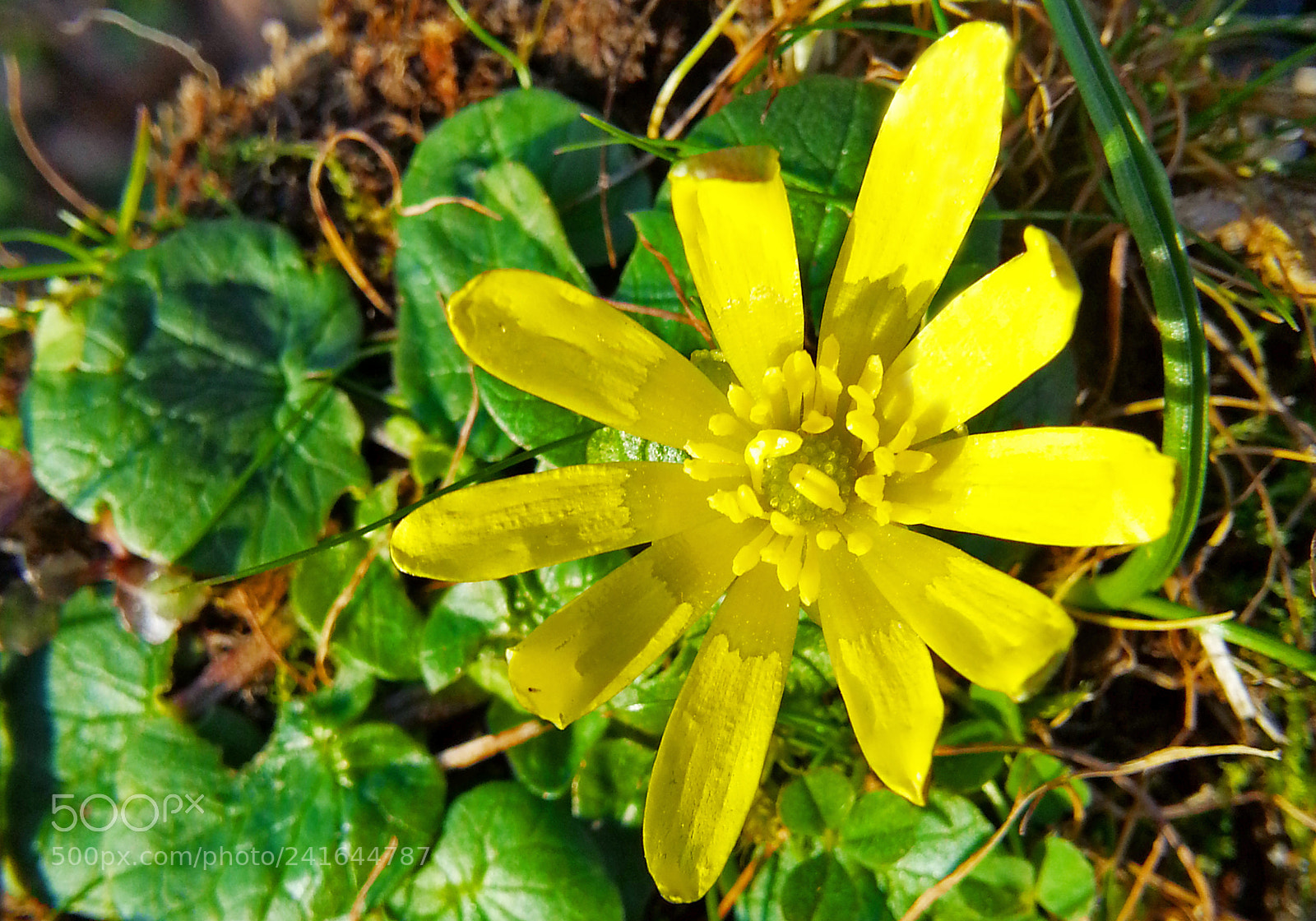 Samsung Galaxy Note2 sample photo. Yellowness photography
