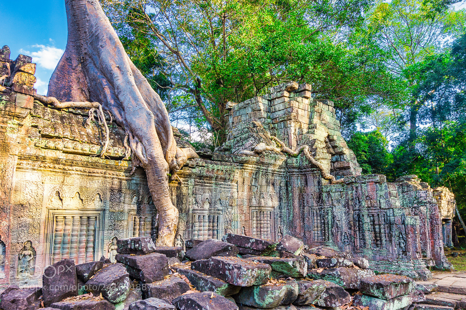 Sony Alpha a5000 (ILCE 5000) sample photo. Preah khan temple tree photography