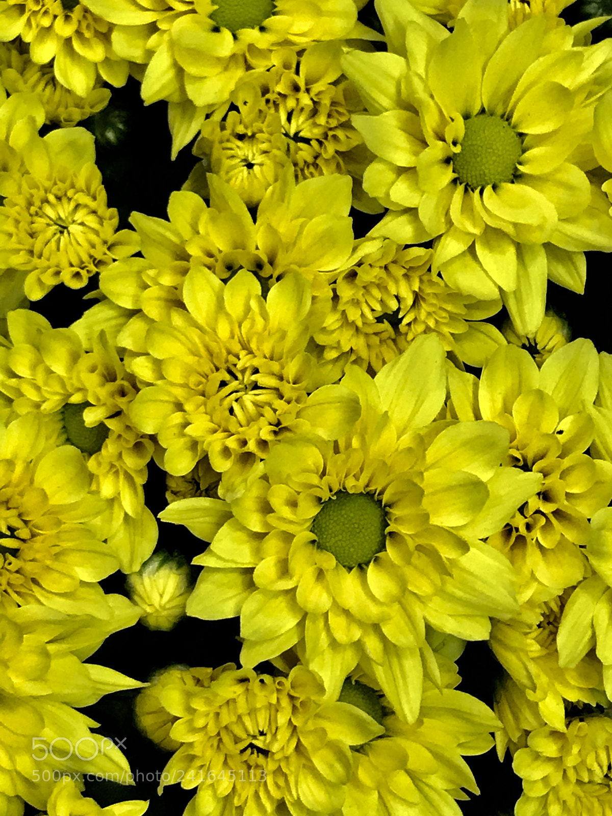 Apple iPhone 7 Plus sample photo. Yellow photography