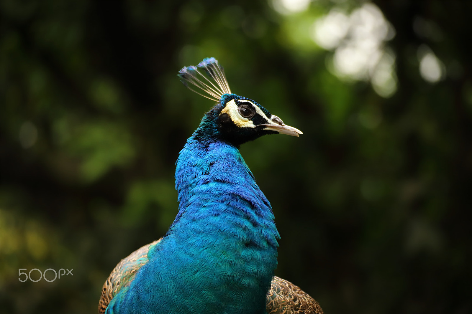 Canon EOS 6D Mark II + Tamron SP 70-300mm F4-5.6 Di VC USD sample photo. Proud indian peacock photography