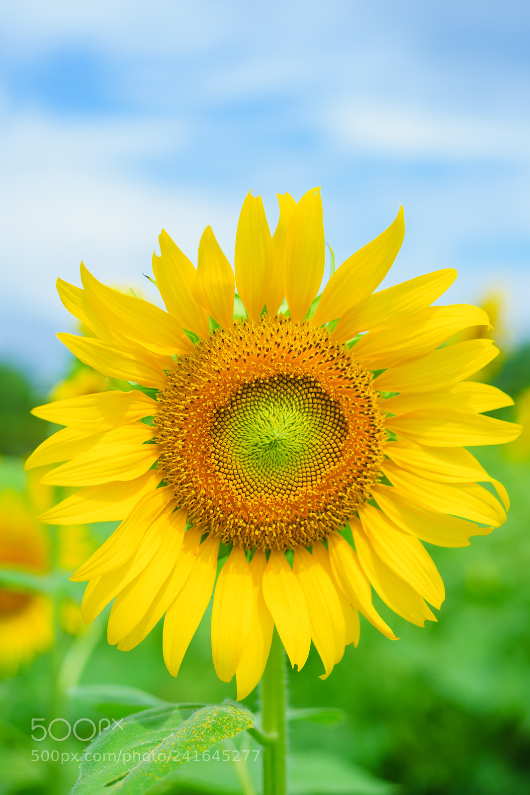 Sony a7 II sample photo. Sun flower photography