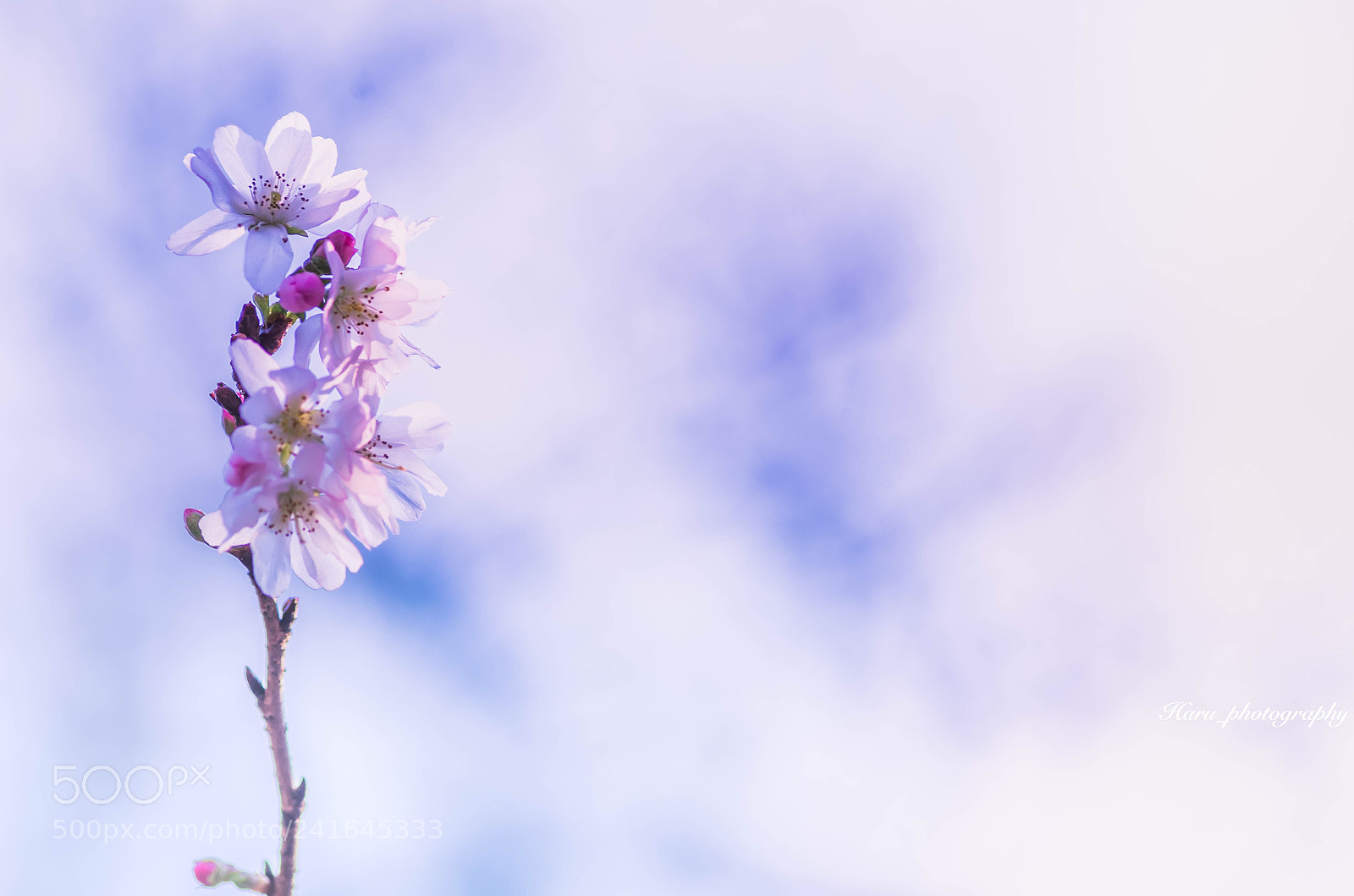 Pentax K-50 sample photo. Untitled photography