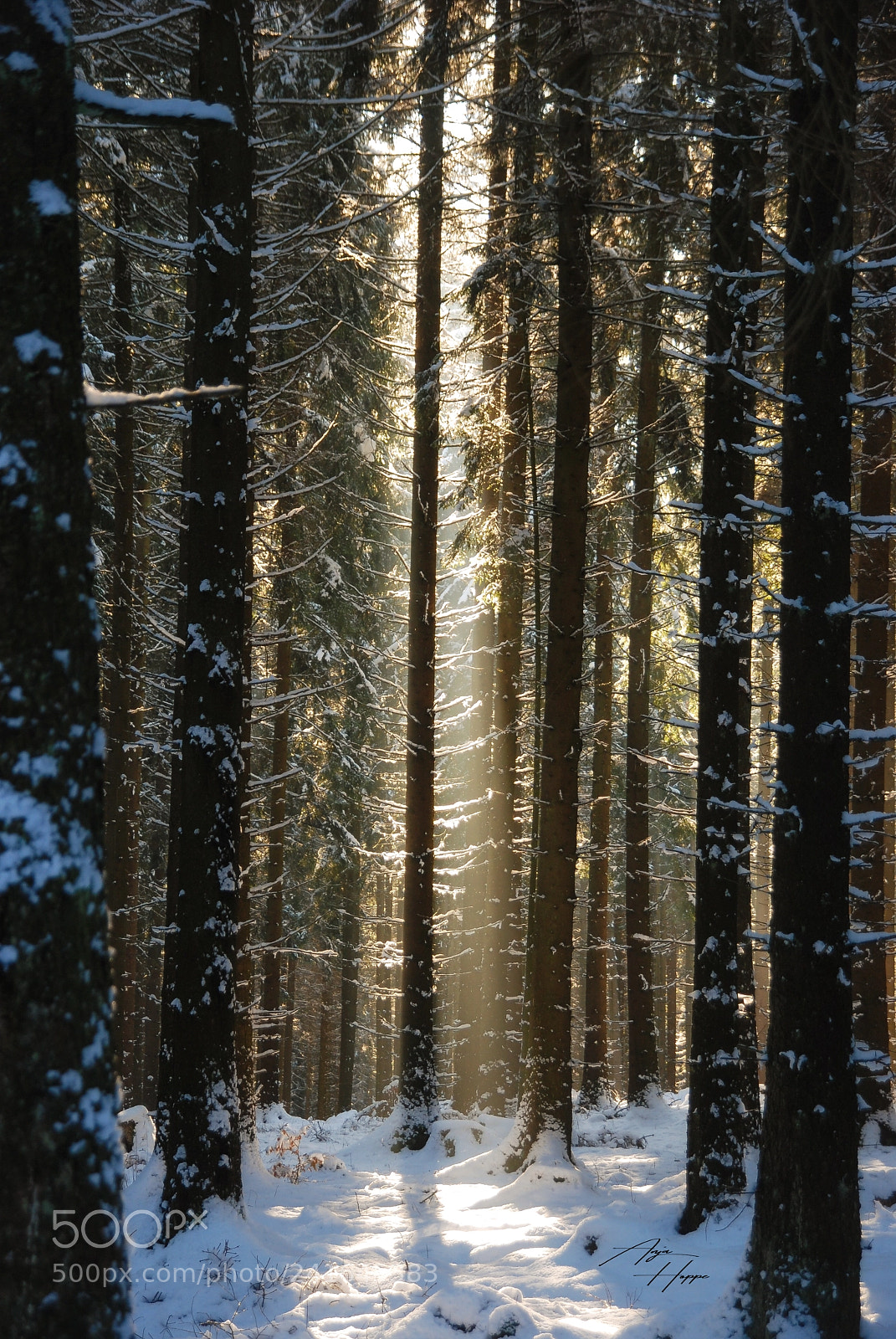 Nikon D80 sample photo. Licht im winterwald photography
