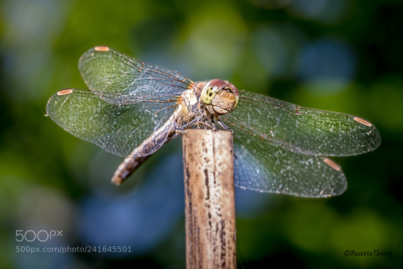 Nikon D600 sample photo. Demoiselle photography
