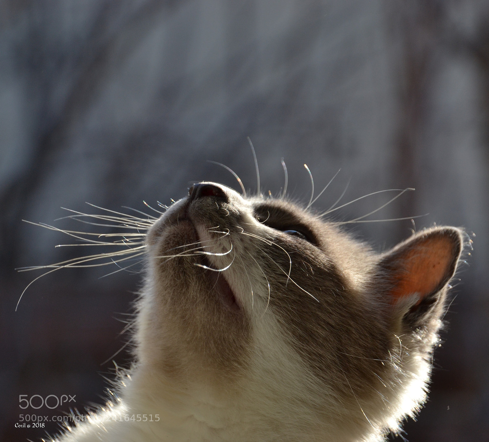 Nikon D3100 sample photo. Untitled photography