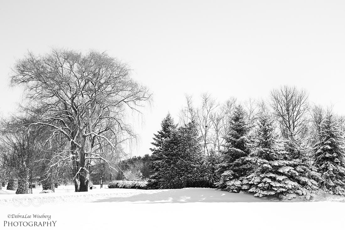 Nikon D800 sample photo. What once was is photography