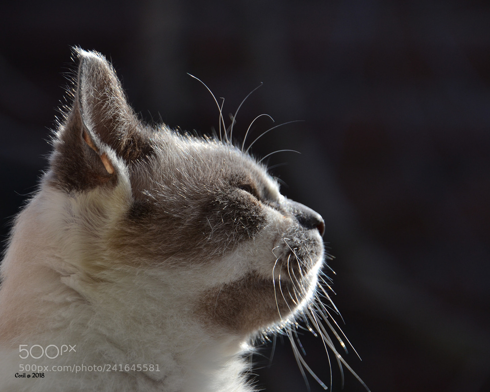 Nikon D3100 sample photo. Untitled photography