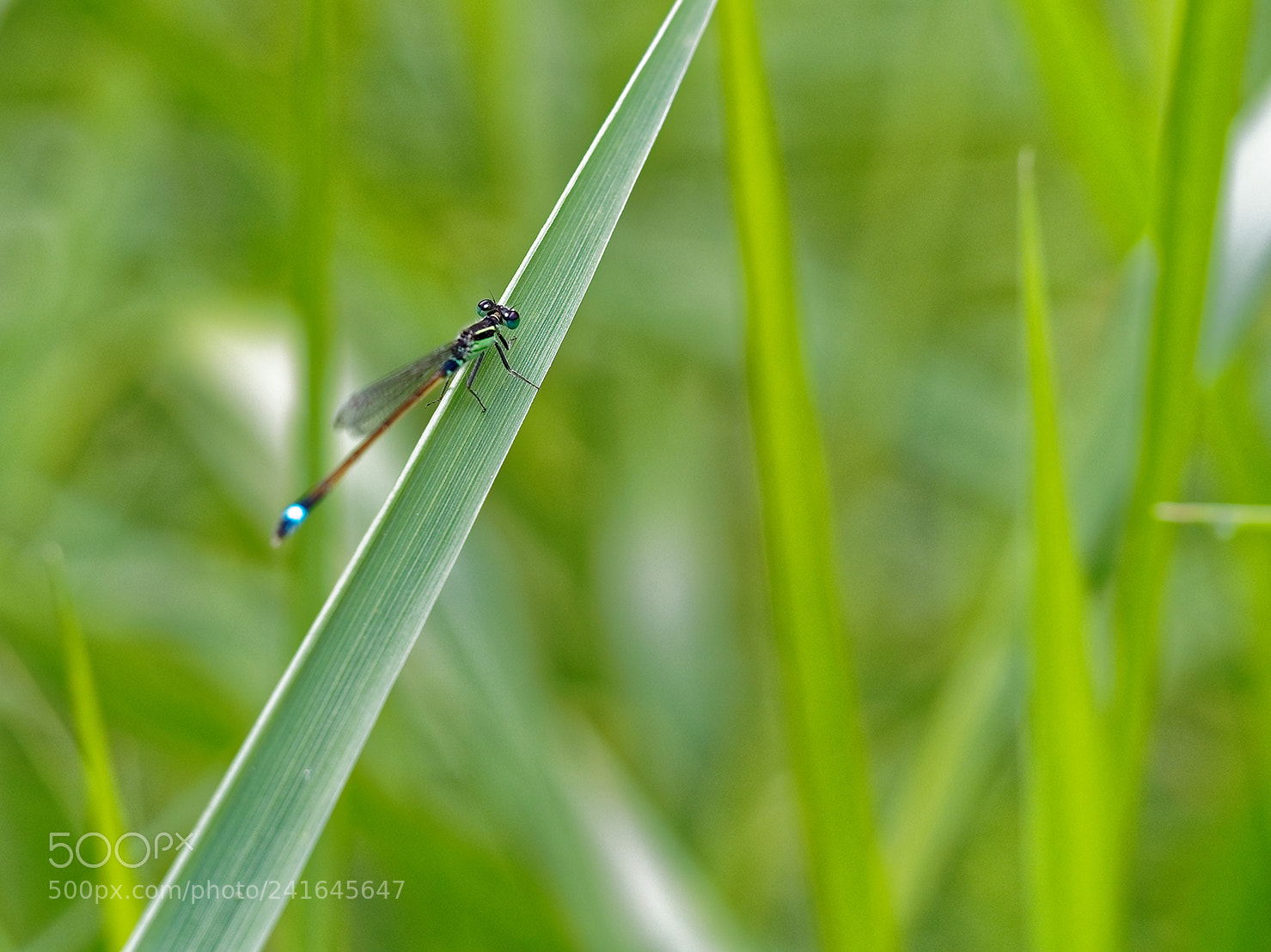 Olympus OM-D E-M10 II sample photo. Libellule photography