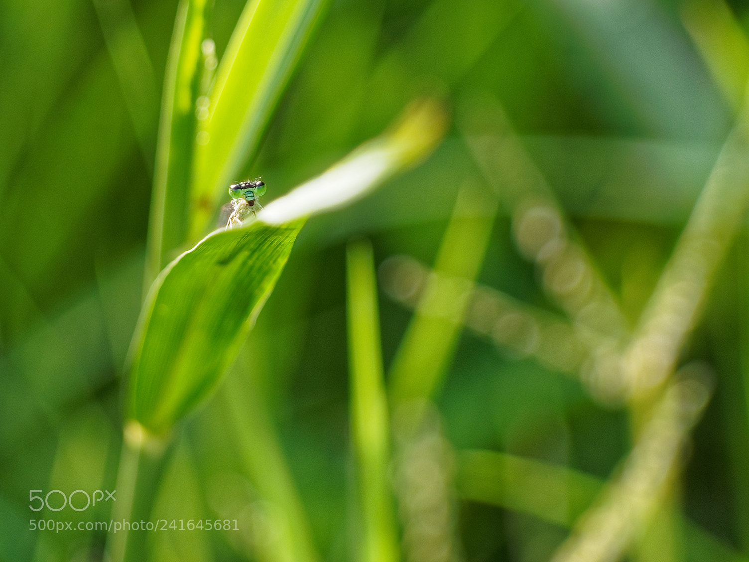 Olympus OM-D E-M10 II sample photo. Libellule photography