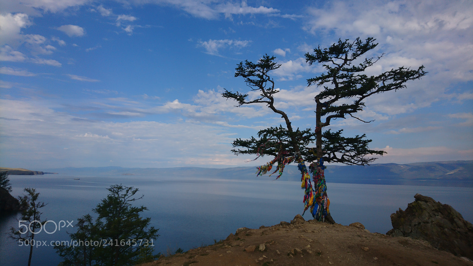 Sony Xperia X sample photo. Shaman tree photography