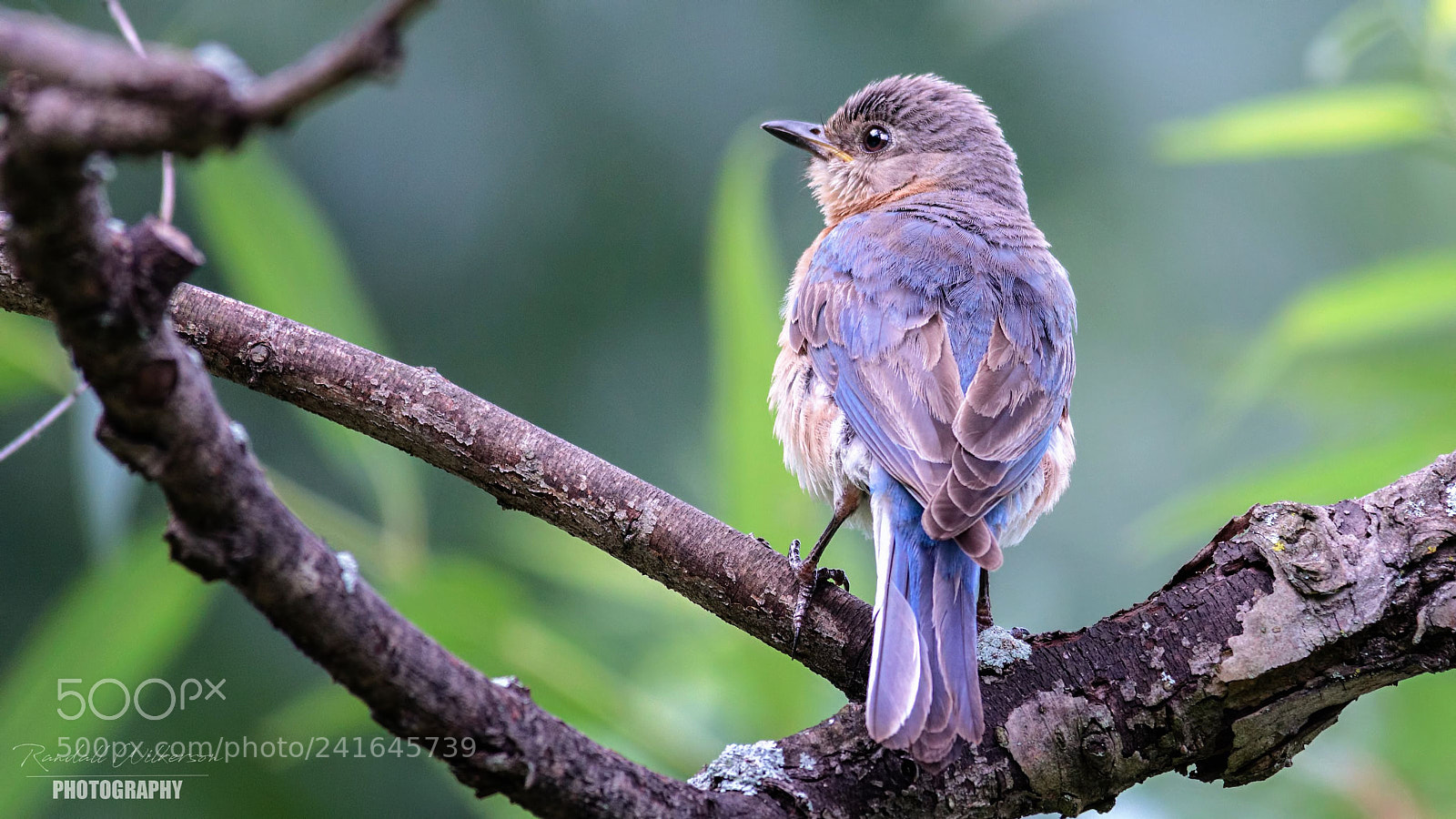 Canon EOS 60D sample photo. Eastern bluebird (female) photography
