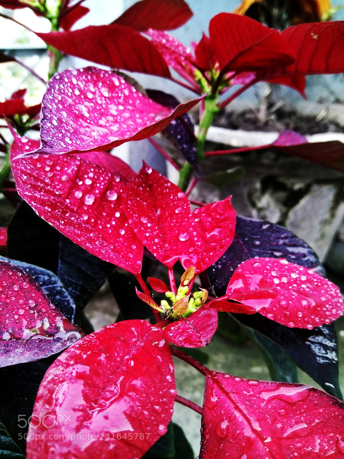Xiaomi MI MAX sample photo. Untitled photography