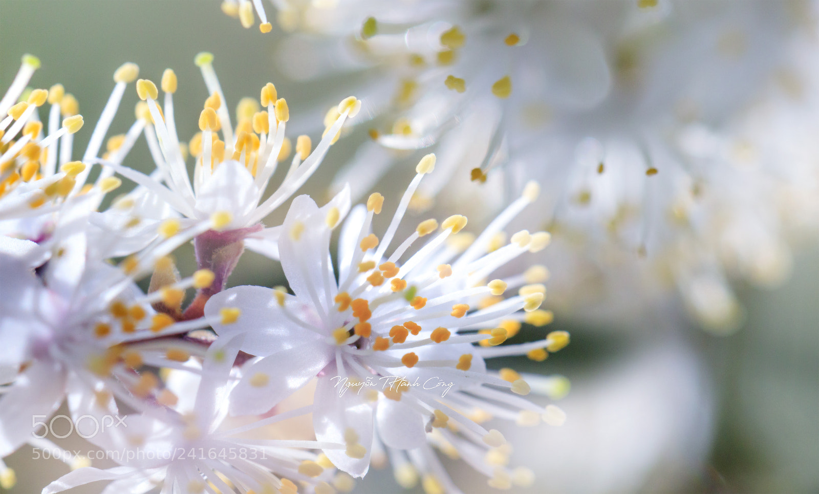 Canon EOS 5DS R sample photo. Hoa gi a r photography