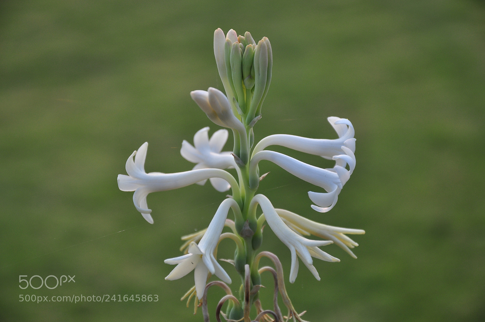 Nikon D90 sample photo. Tuberose flower photography
