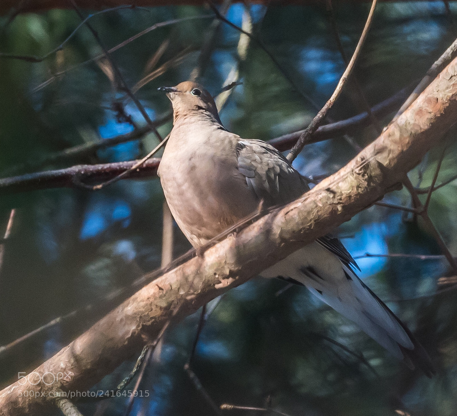 Nikon D810 sample photo. Mourning dove photography