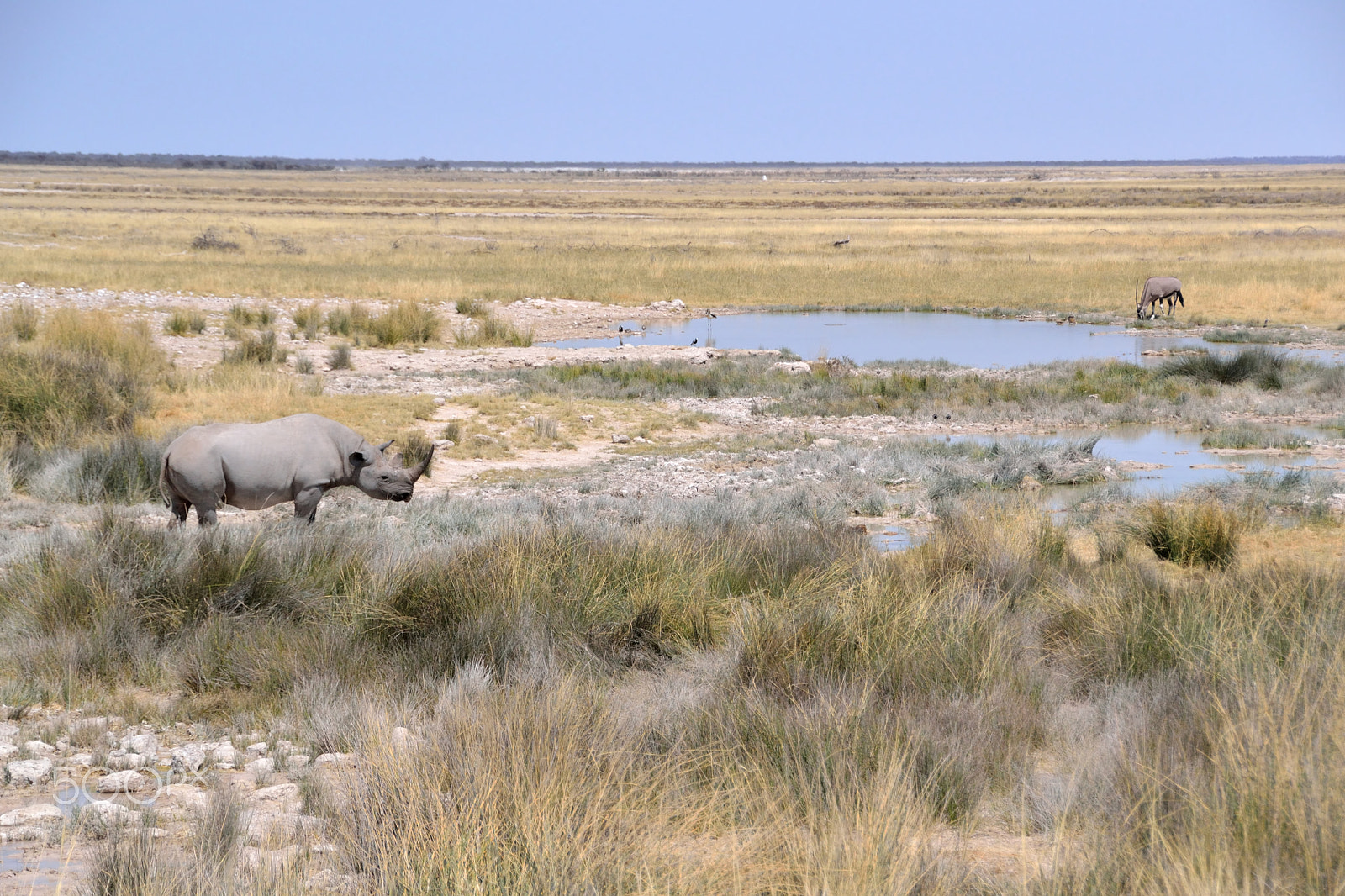 Nikon D3100 sample photo. Sabana amb rinoceront i òrix photography