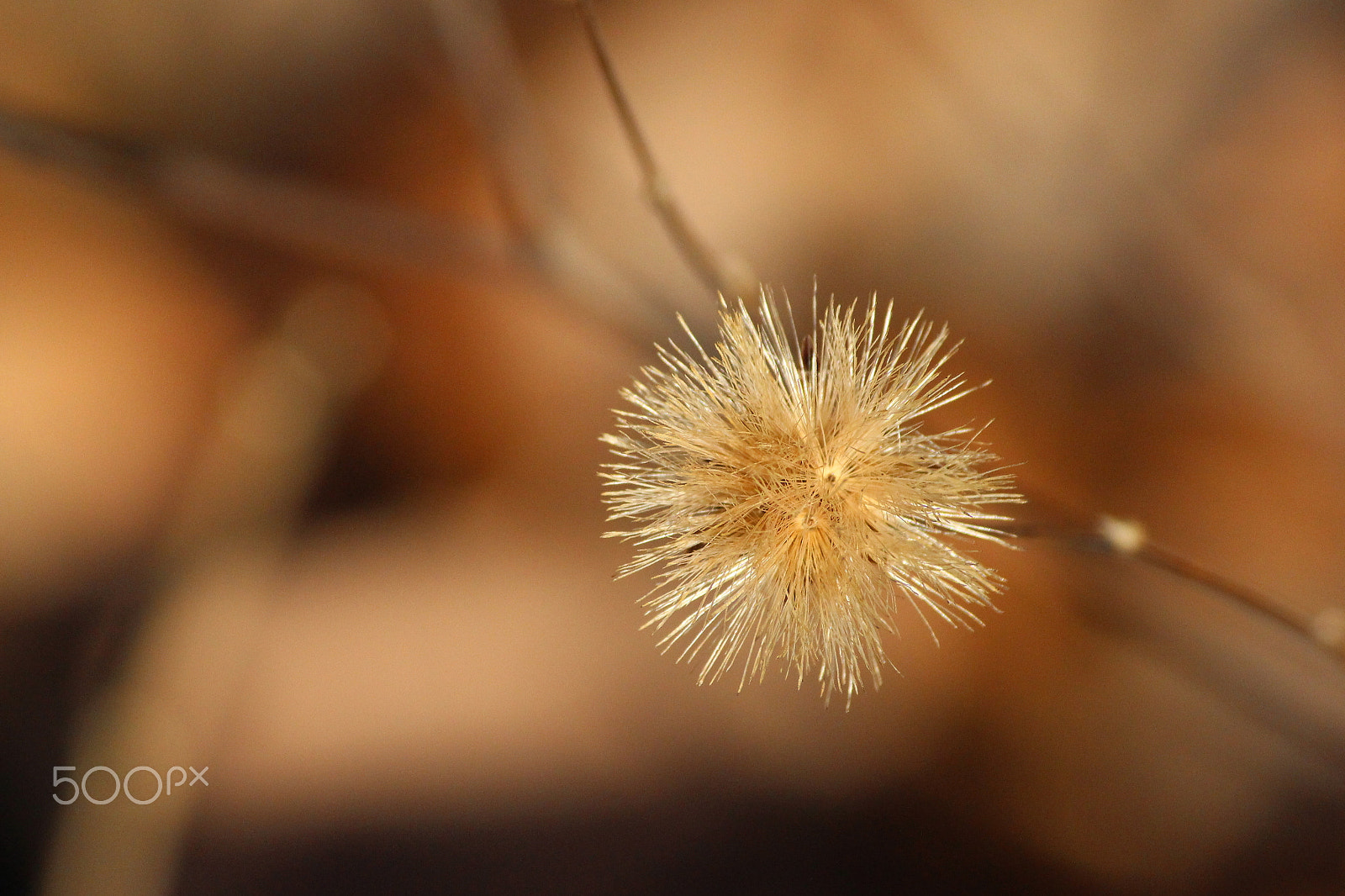Canon EOS 100D (EOS Rebel SL1 / EOS Kiss X7) sample photo. Winter color photography
