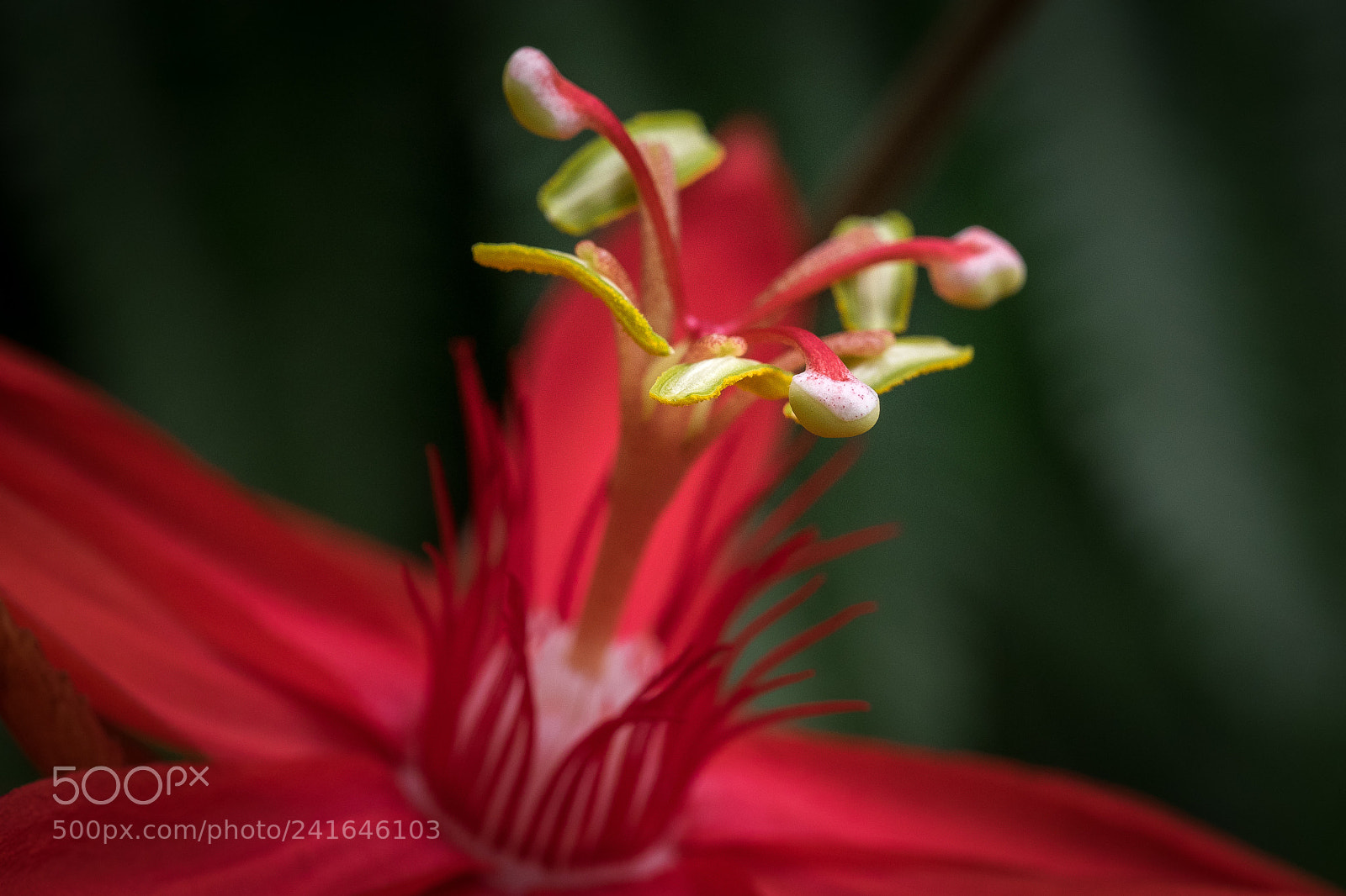 Olympus OM-D E-M1 sample photo. Passiflora vitifolia photography