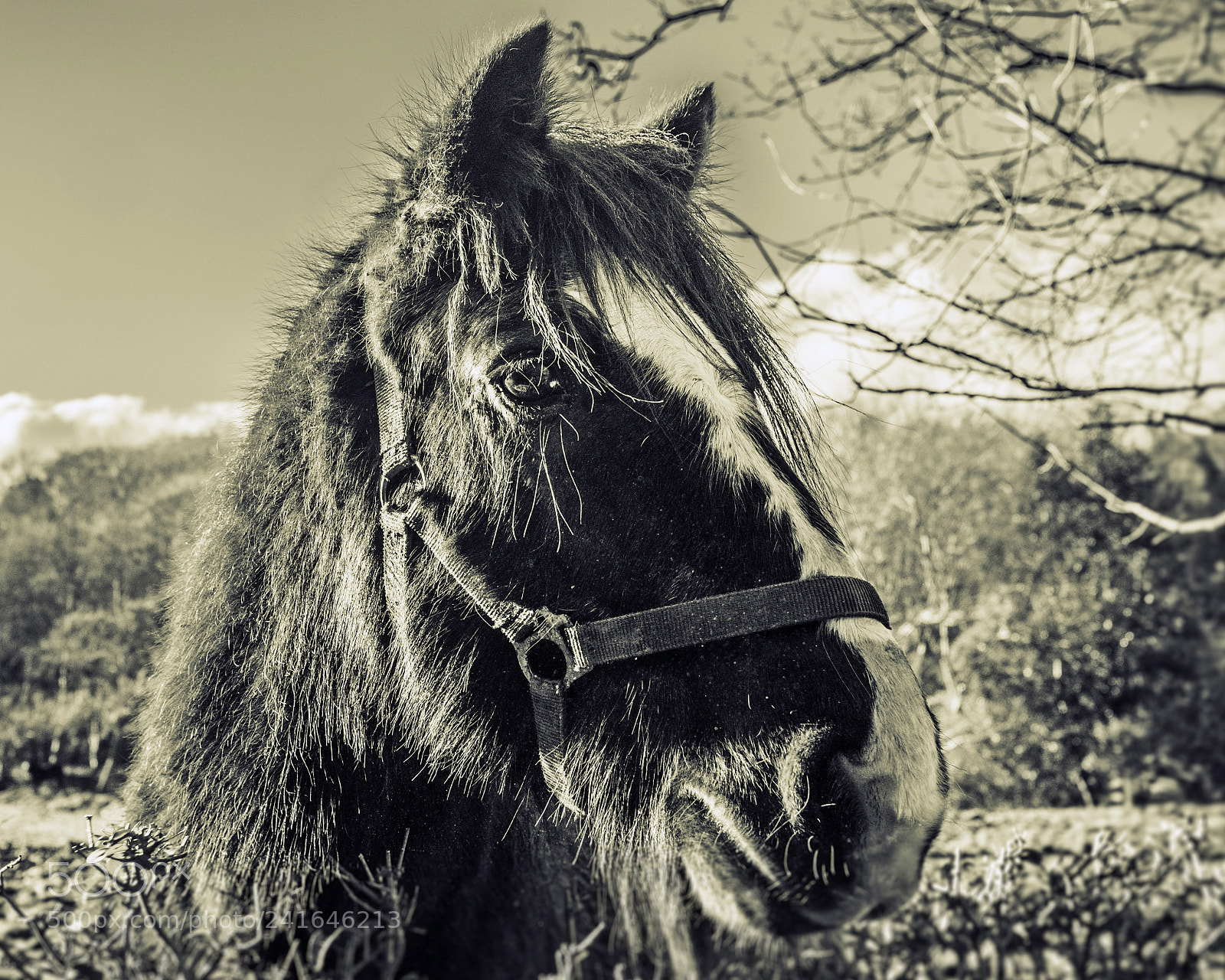 Fujifilm X-Pro2 sample photo. A horse of course photography