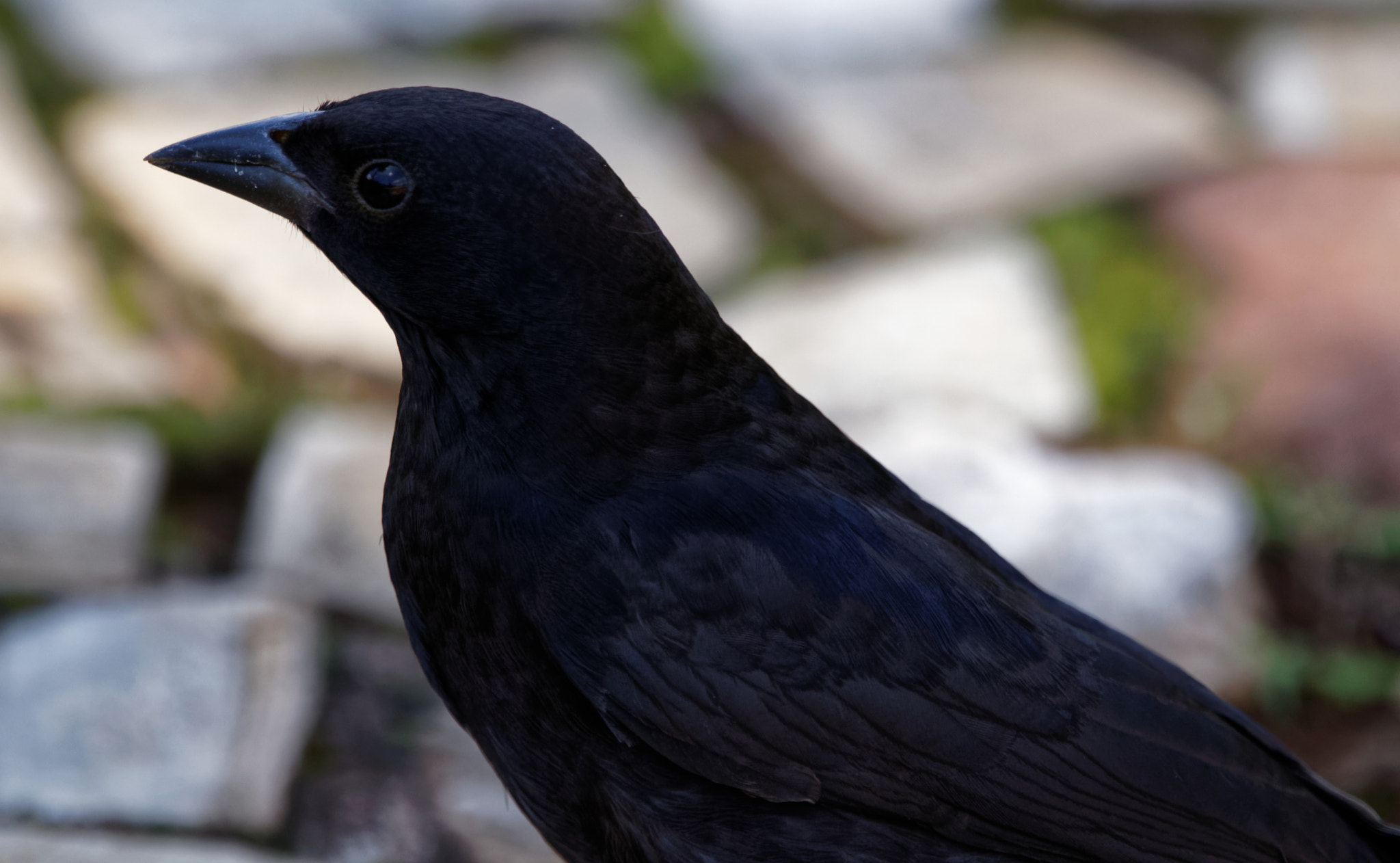 Sigma 150-600mm F5-6.3 DG OS HSM | C sample photo. Shiny cowbird photography