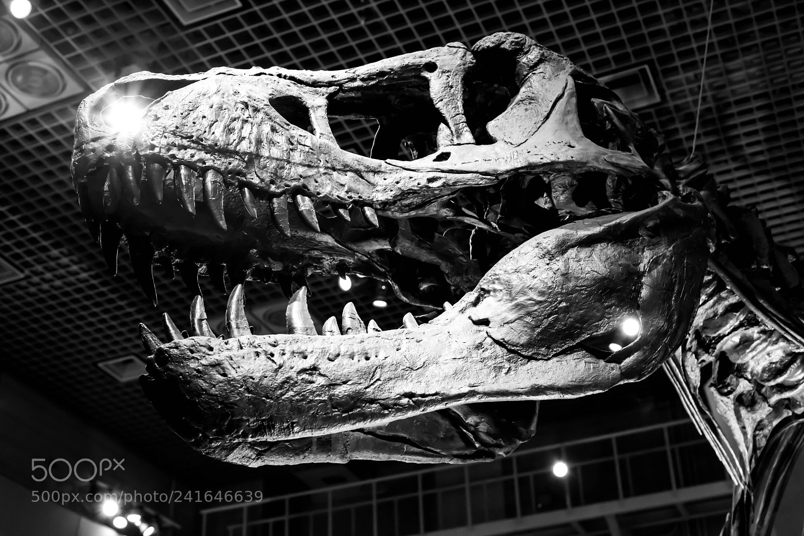 Nikon D810 sample photo. Skull photography
