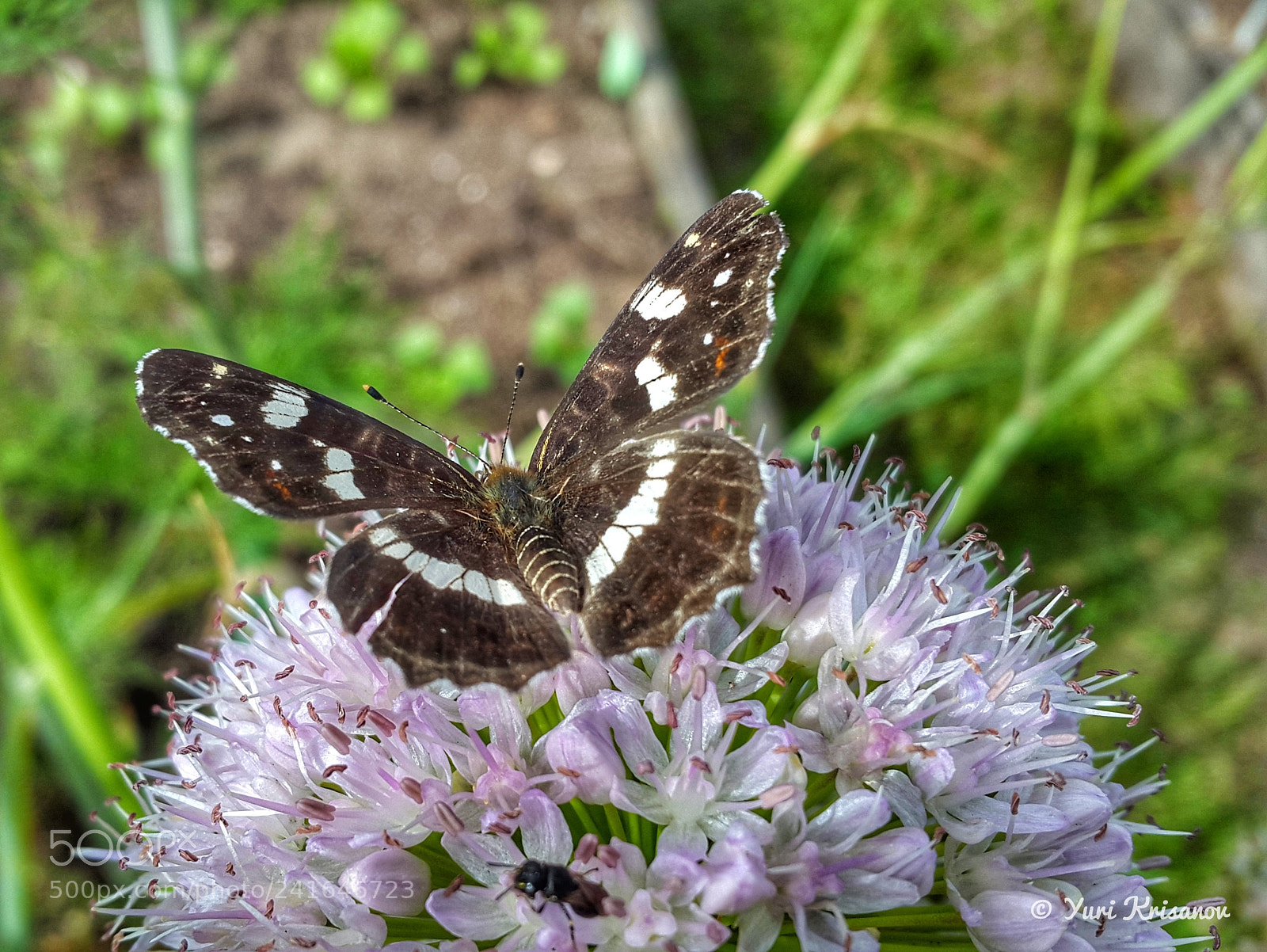 Samsung Galaxy Alpha sample photo. Butterfly lat. araschnia levana photography