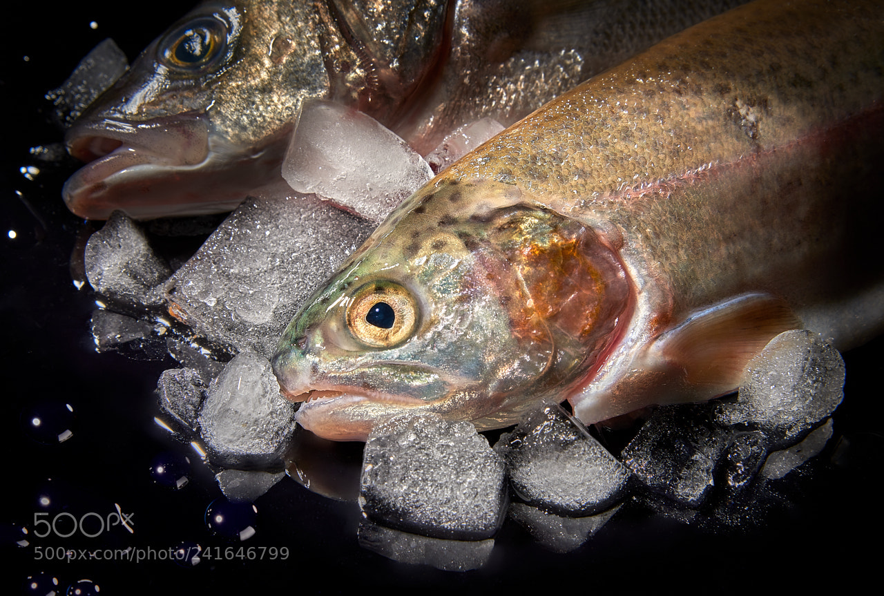Nikon D810 sample photo. Wet fish photography