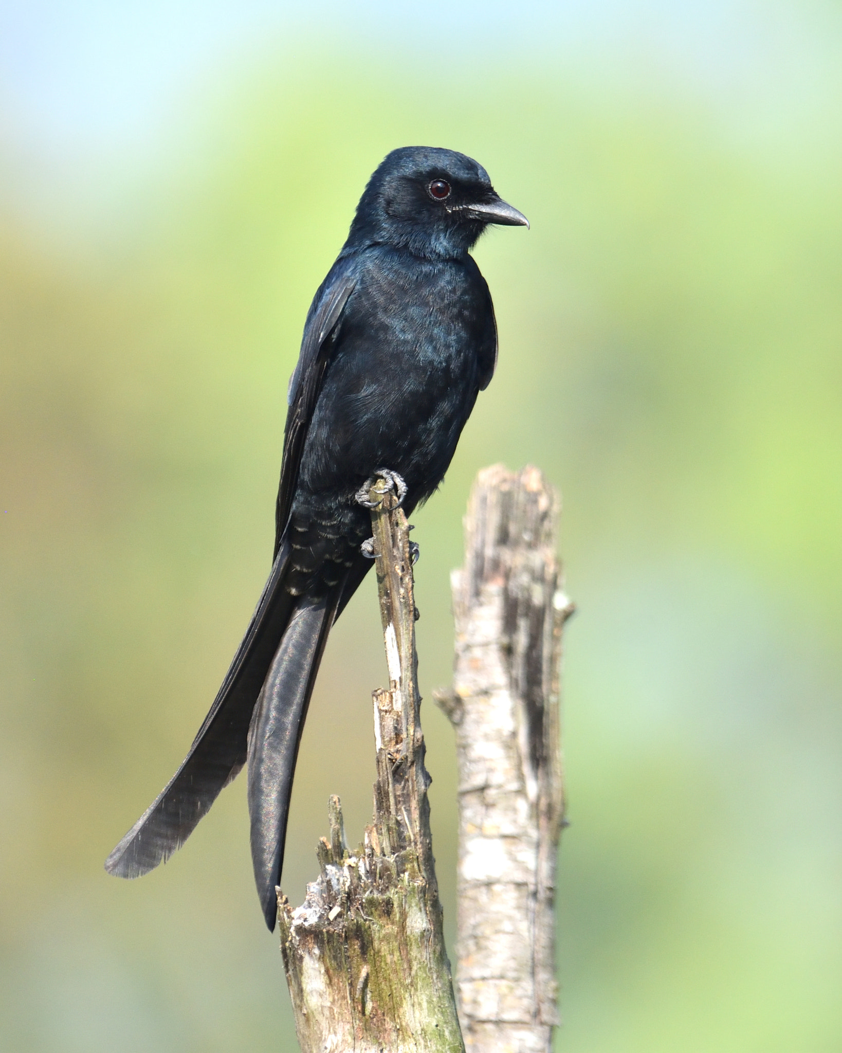Nikon AF-S Nikkor 200-500mm F5.6E ED VR sample photo. A black drongo photography