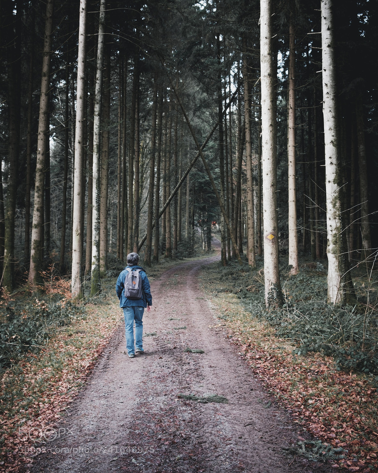 Fujifilm X-Pro2 sample photo. Into the woods photography