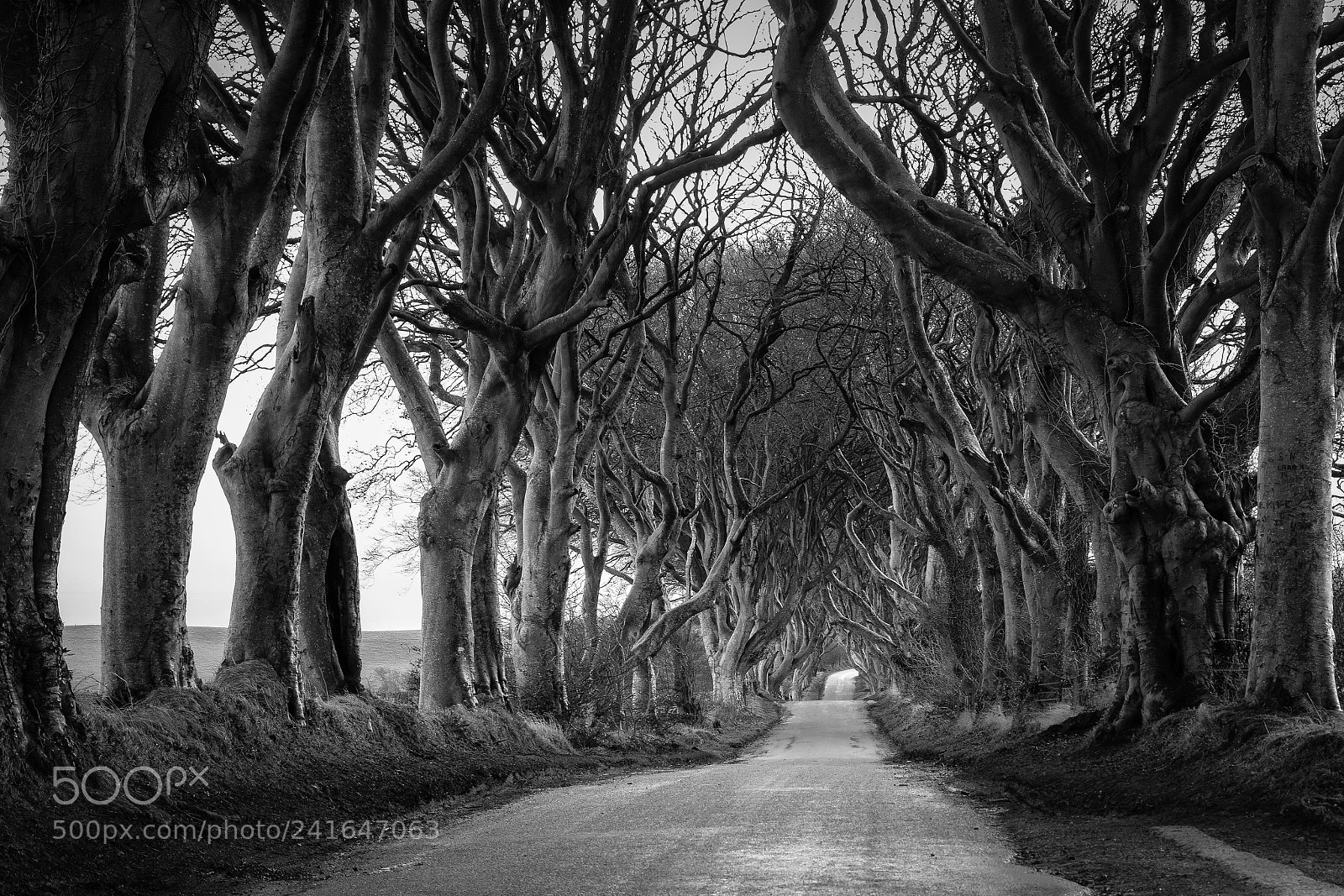 Sony Cyber-shot DSC-RX100 III sample photo. Dark hedges photography