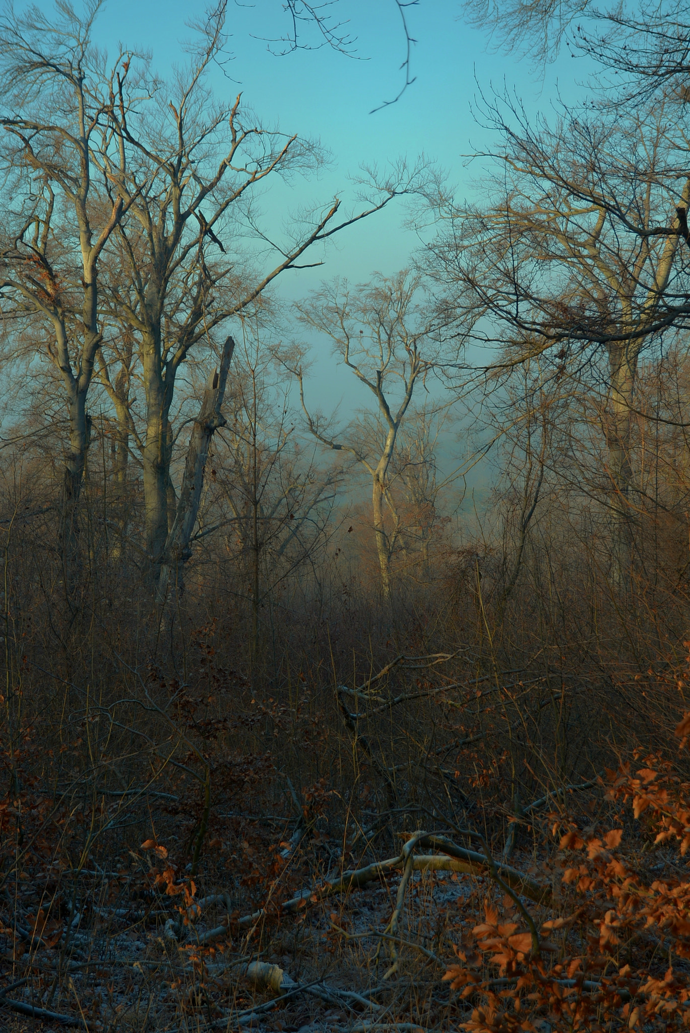 Nikon D7100 sample photo. Sunset, january photography