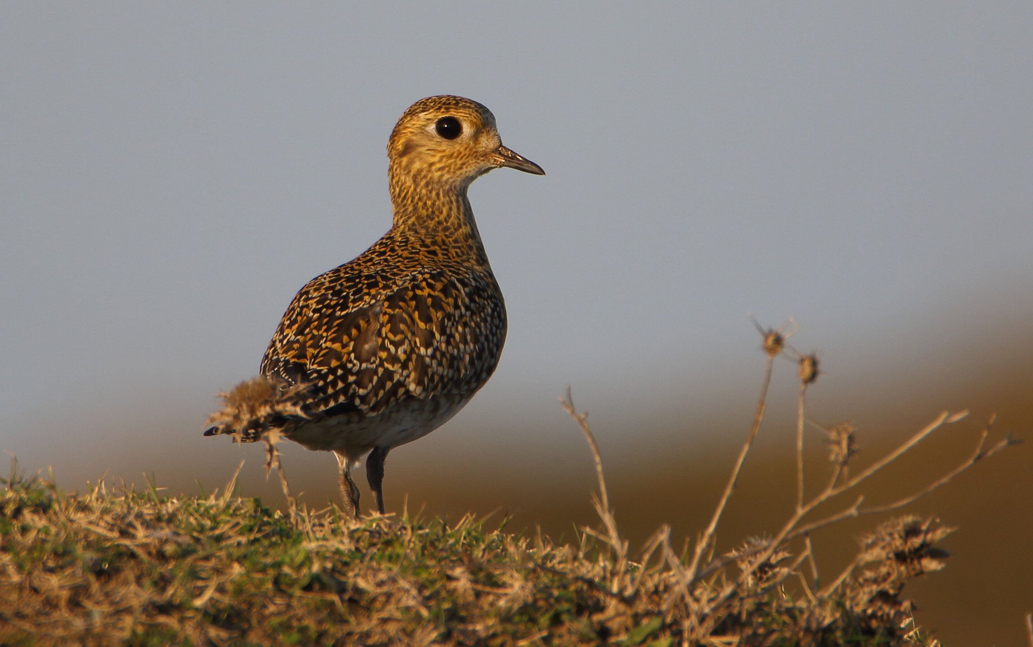 Tamron SP 150-600mm F5-6.3 Di VC USD sample photo. Altın yağmurcun » european golden plover photography