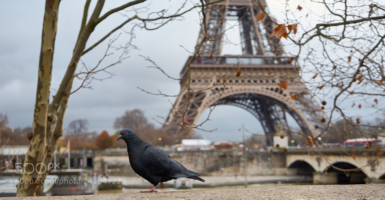 Sony a7 sample photo. Parisian dove photography