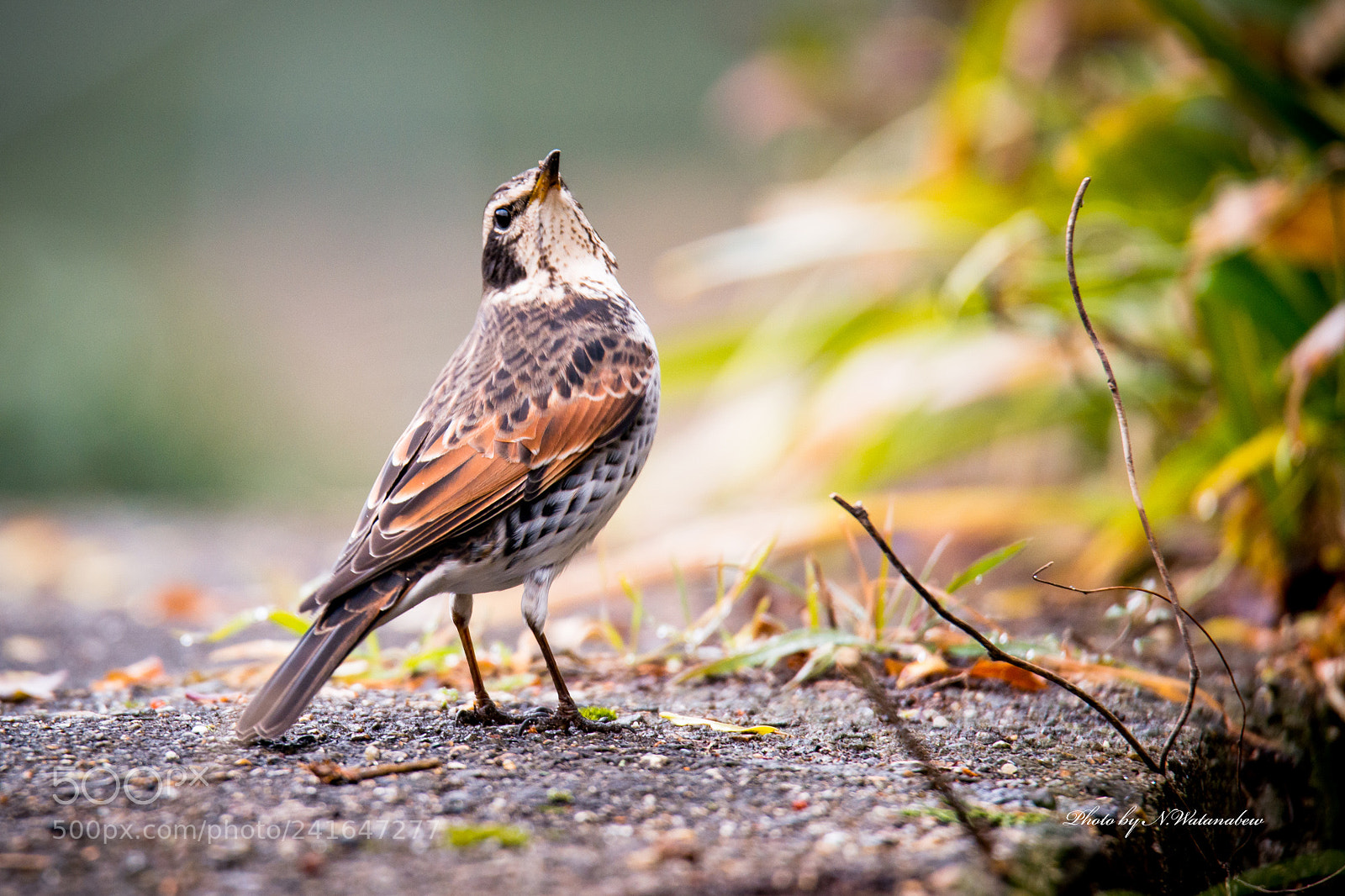 Nikon D800 sample photo. Goodmorning photography