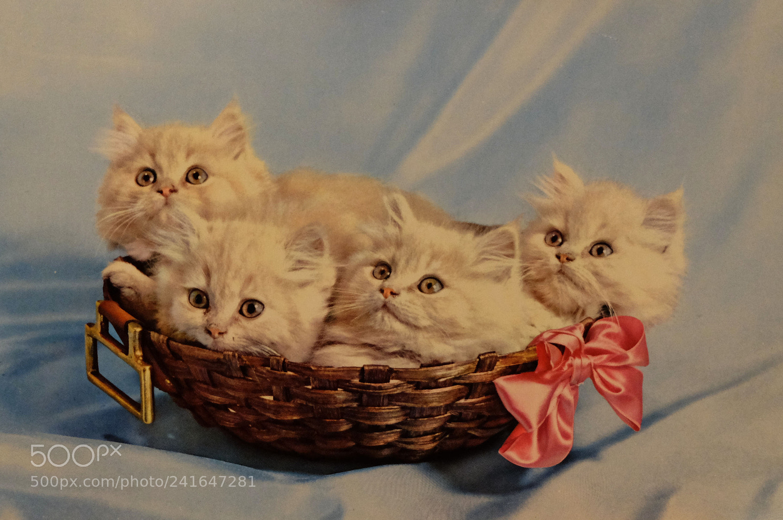 Fujifilm X-M1 sample photo. Four white kittens photography