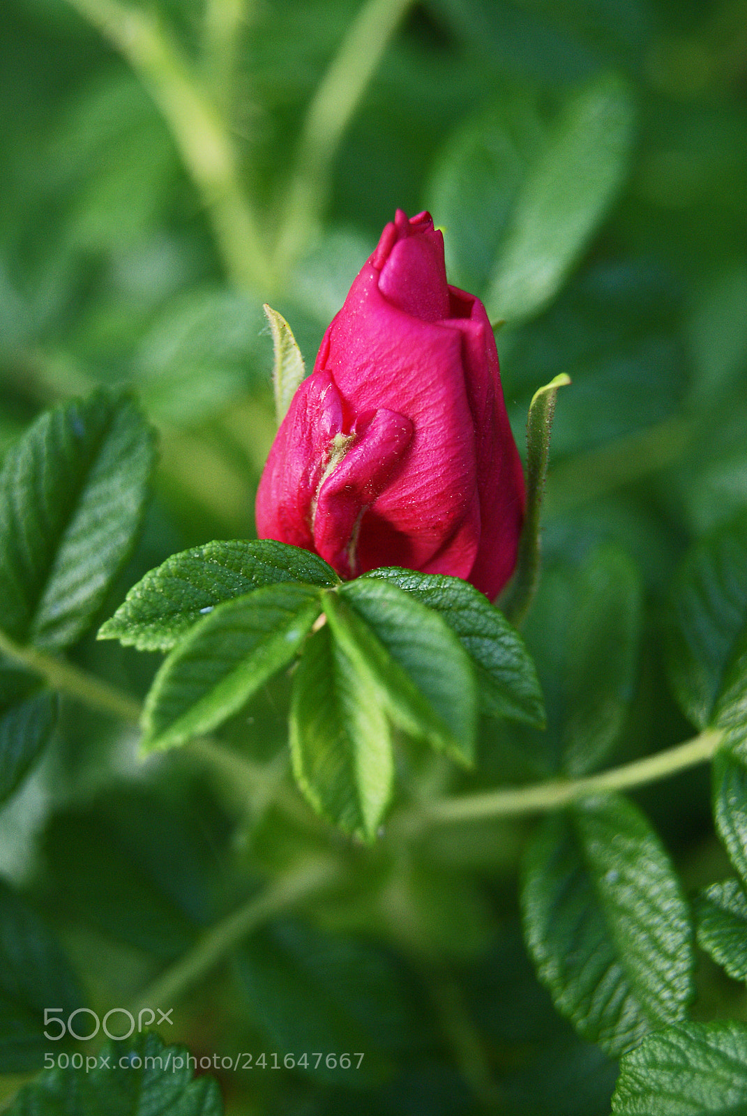 Sony Alpha DSLR-A230 sample photo. Pure beauty photography