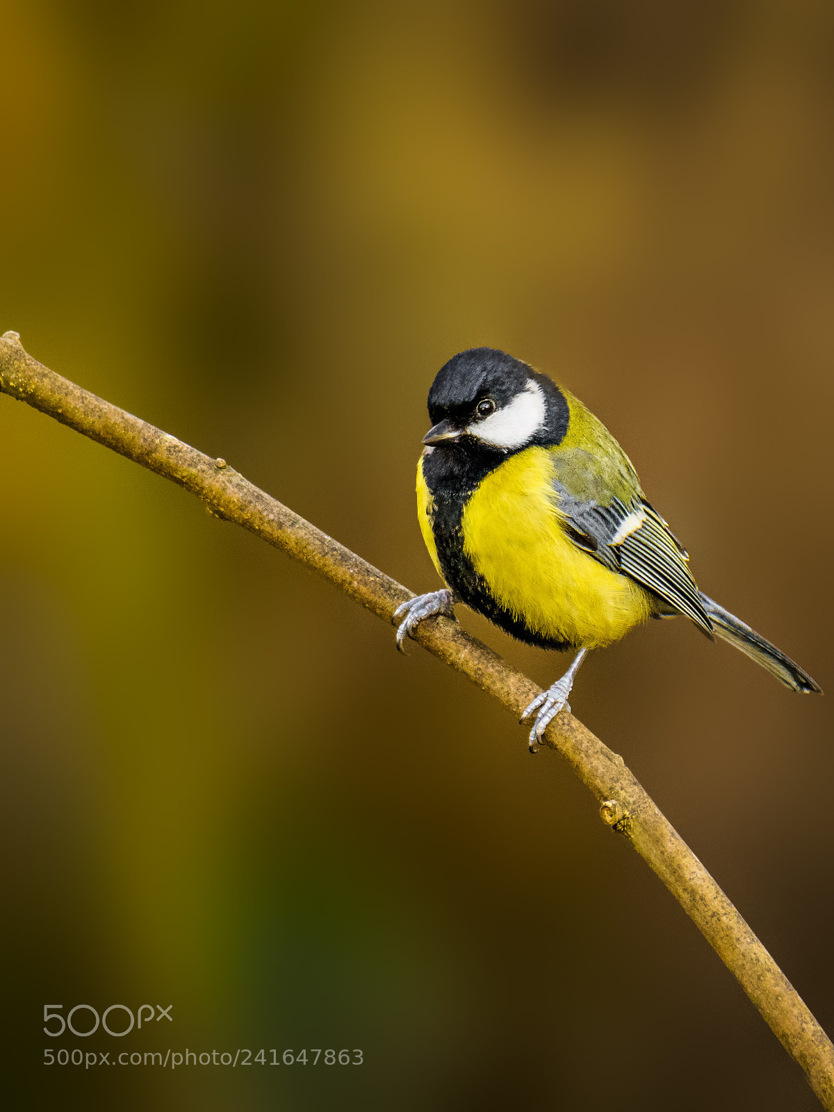 Olympus OM-D E-M1 Mark II sample photo. Great tit photography