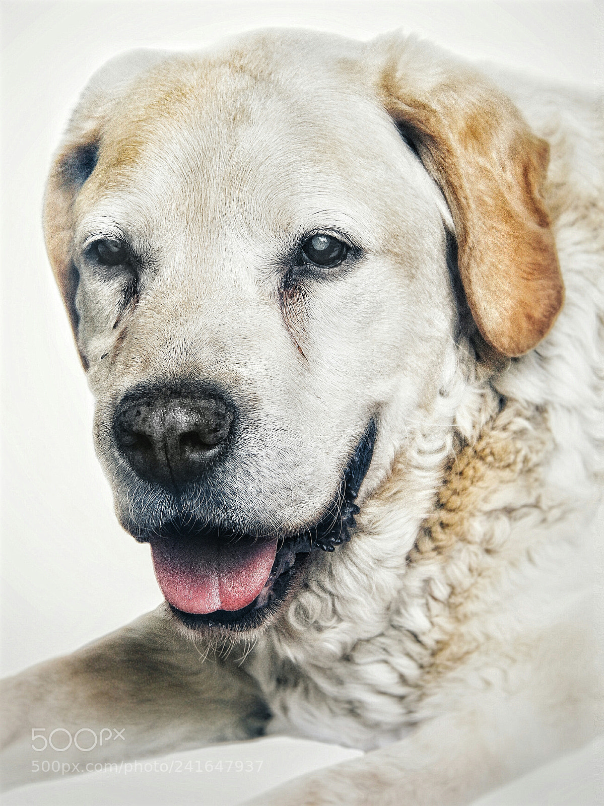 Canon EOS 60D sample photo. Bob photography