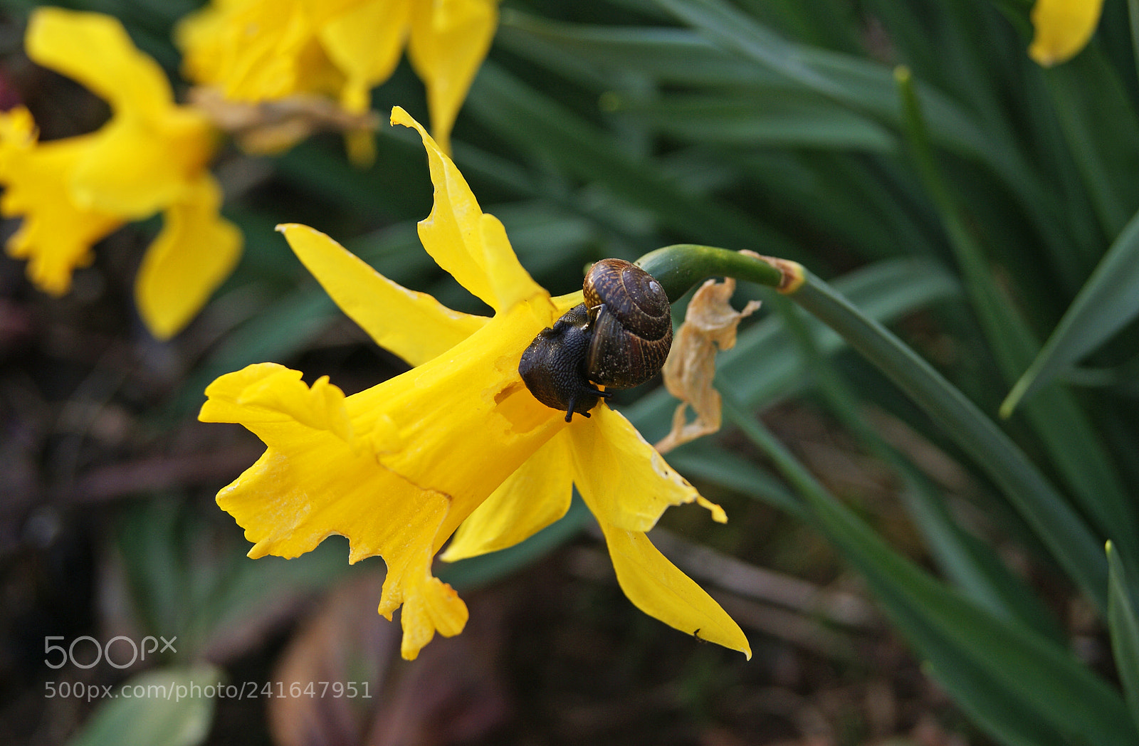 Sony Alpha DSLR-A230 sample photo. Yellow power photography