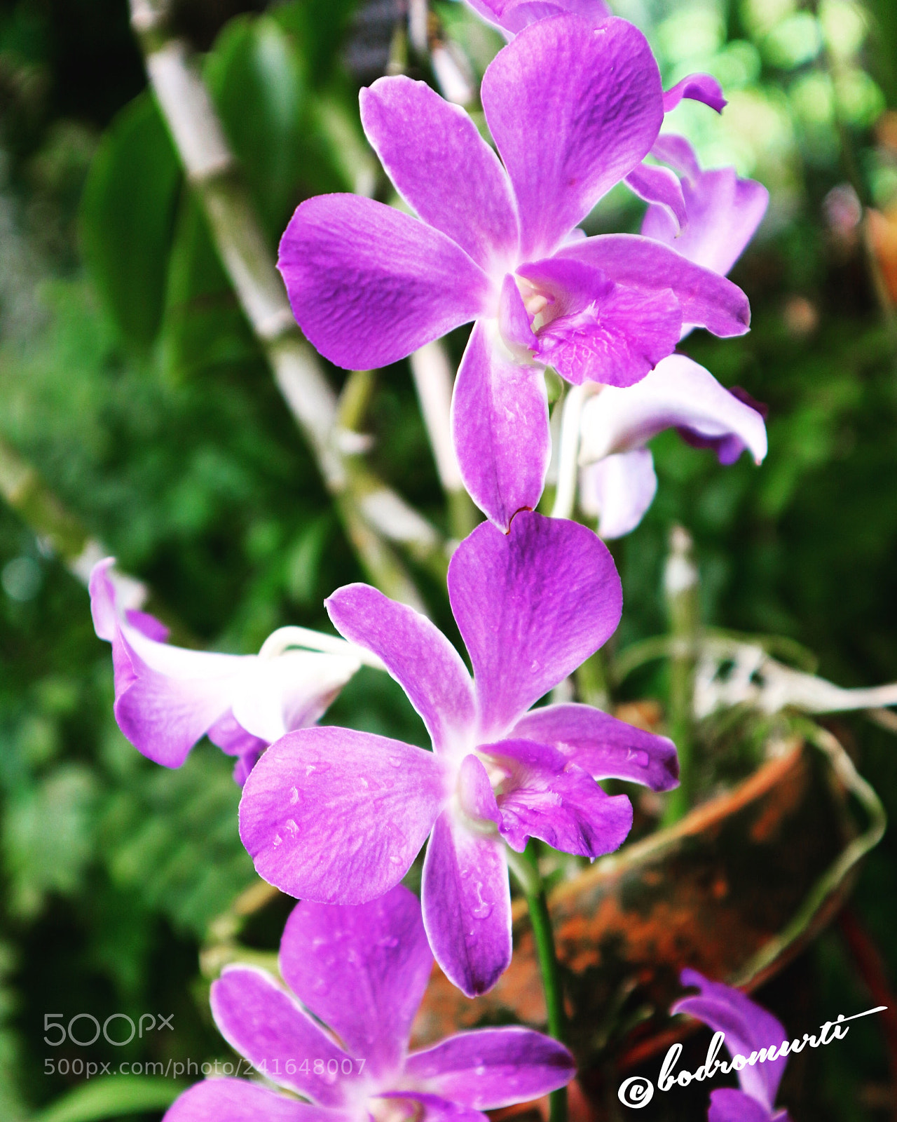 Canon EOS M10 sample photo. Orchid photography