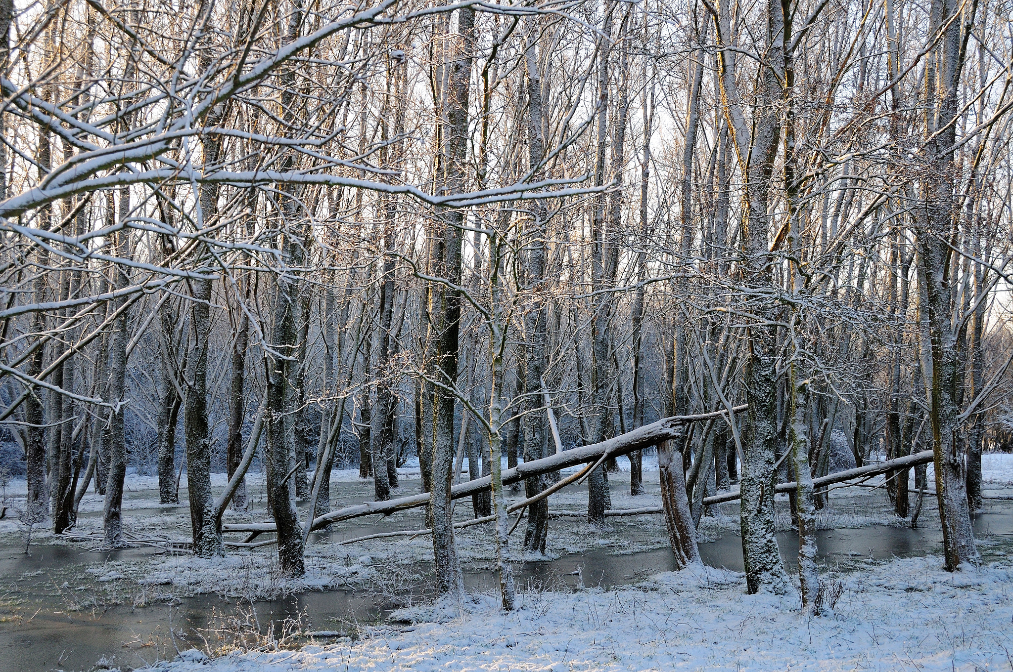 Nikon D300S sample photo. Frozen trees photography