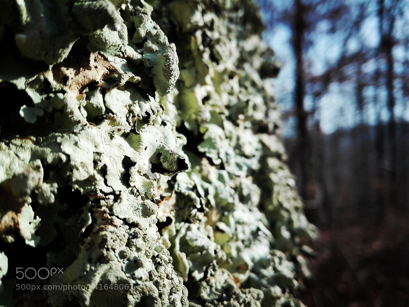 HUAWEI P8 Lite sample photo. Mossy photography