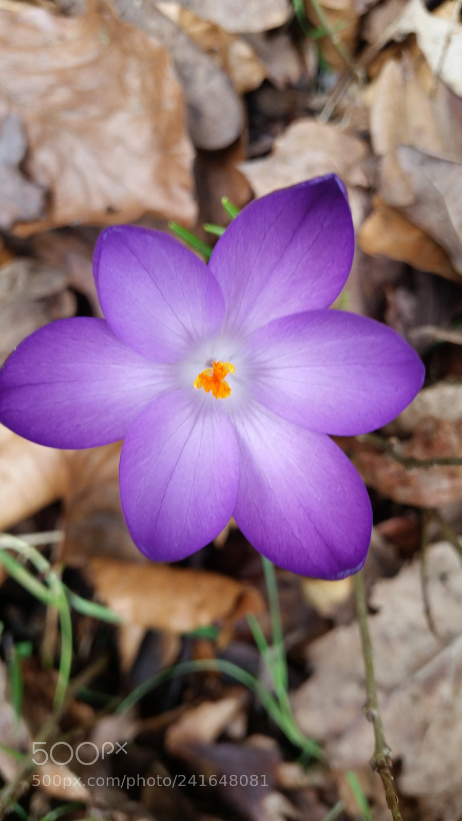 Samsung Galaxy S5 sample photo. Forrest flower photography