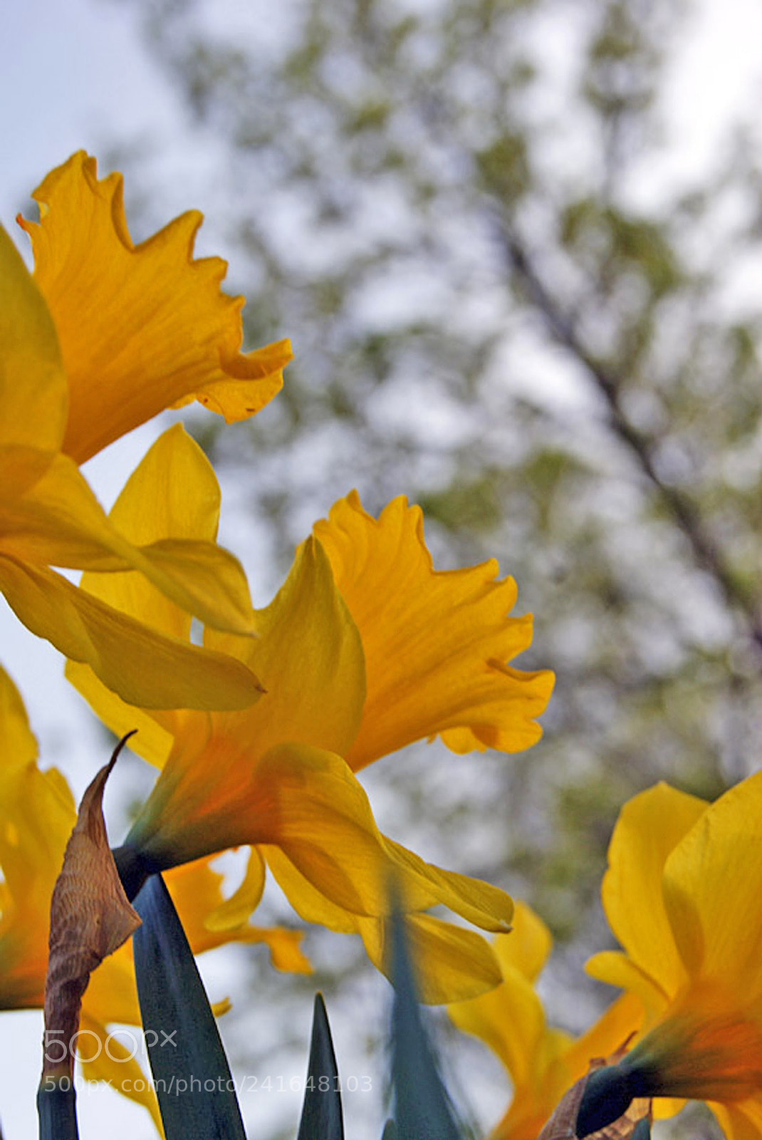 Sony Alpha DSLR-A230 sample photo. Spring flowers photography