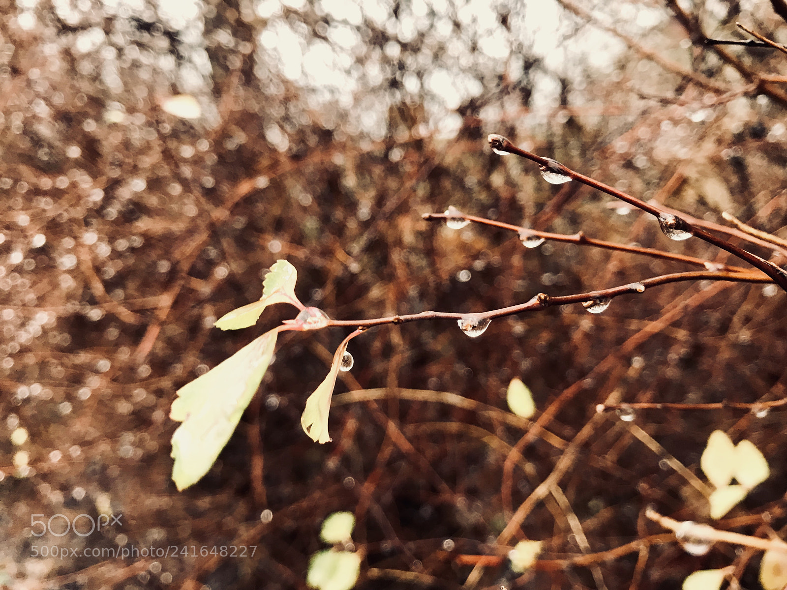 Apple iPhone 7 sample photo. Autumn, winter or spring photography